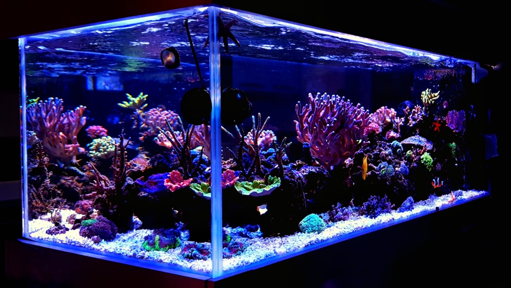 Glass vs. Acrylic Aquariums, Aquarium Design