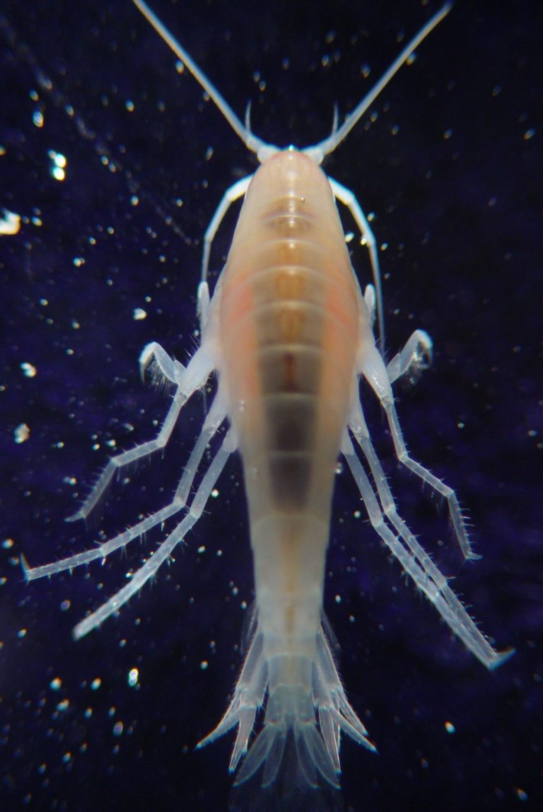 Amphipods and/or Copepods? | Refugium Education | AlgaeBarn