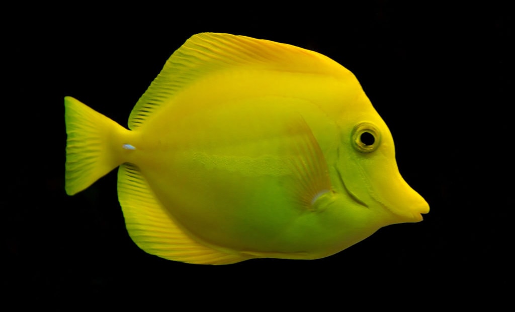 Yellow Tang - Biota | Live Copepods and Phytoplankton - AlgaeBarn