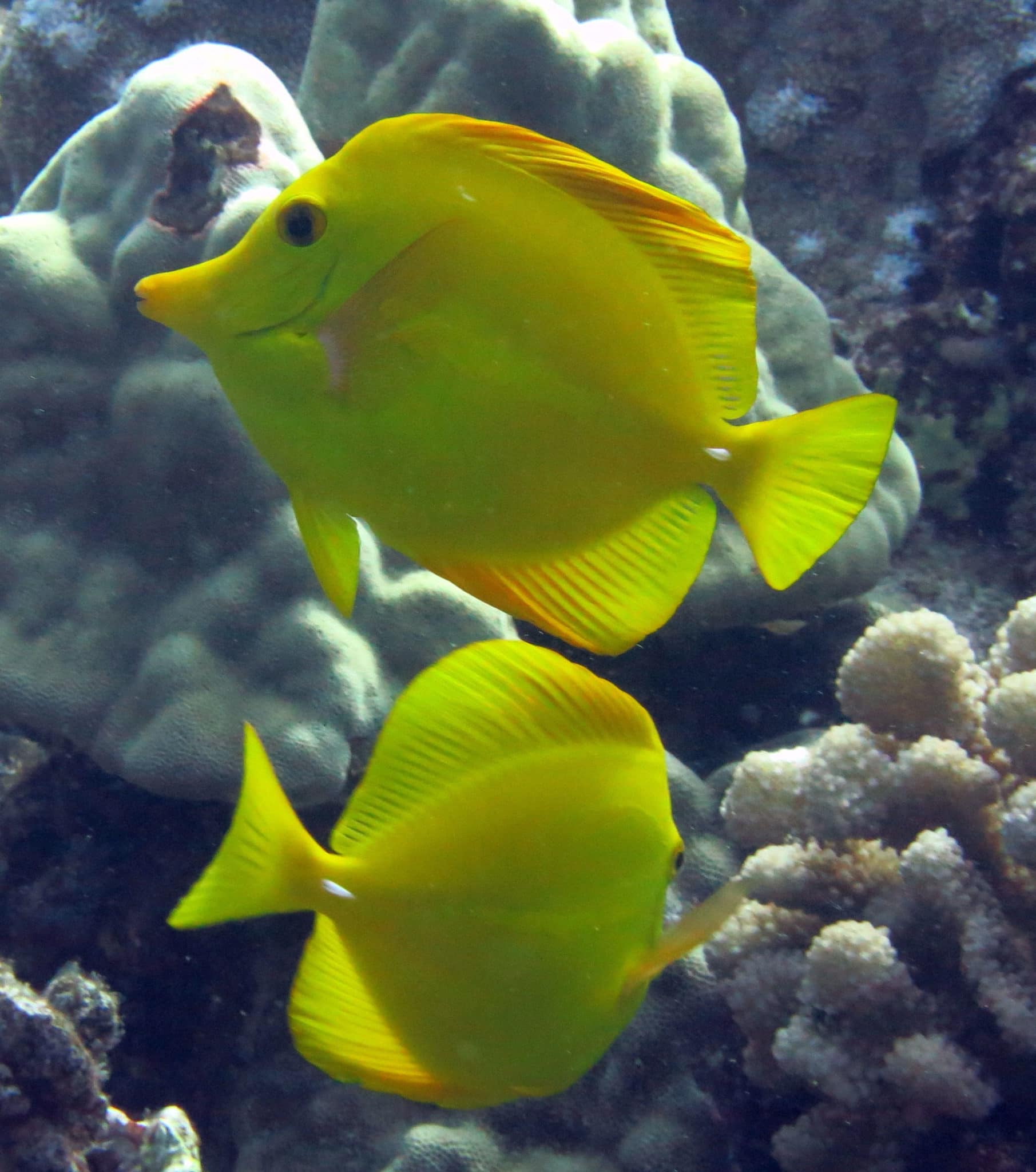 BIOTA Yellow Tang, Captive Bred Fish