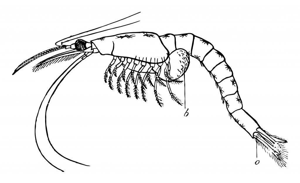 Brine Shrimp Drawing Easy