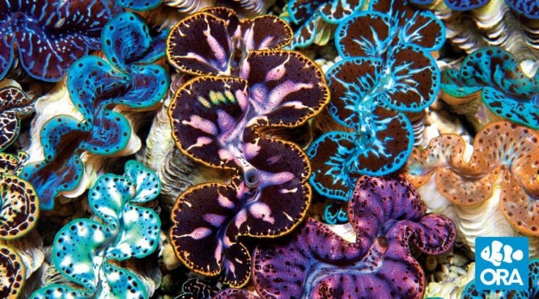 tridacna maxima clam