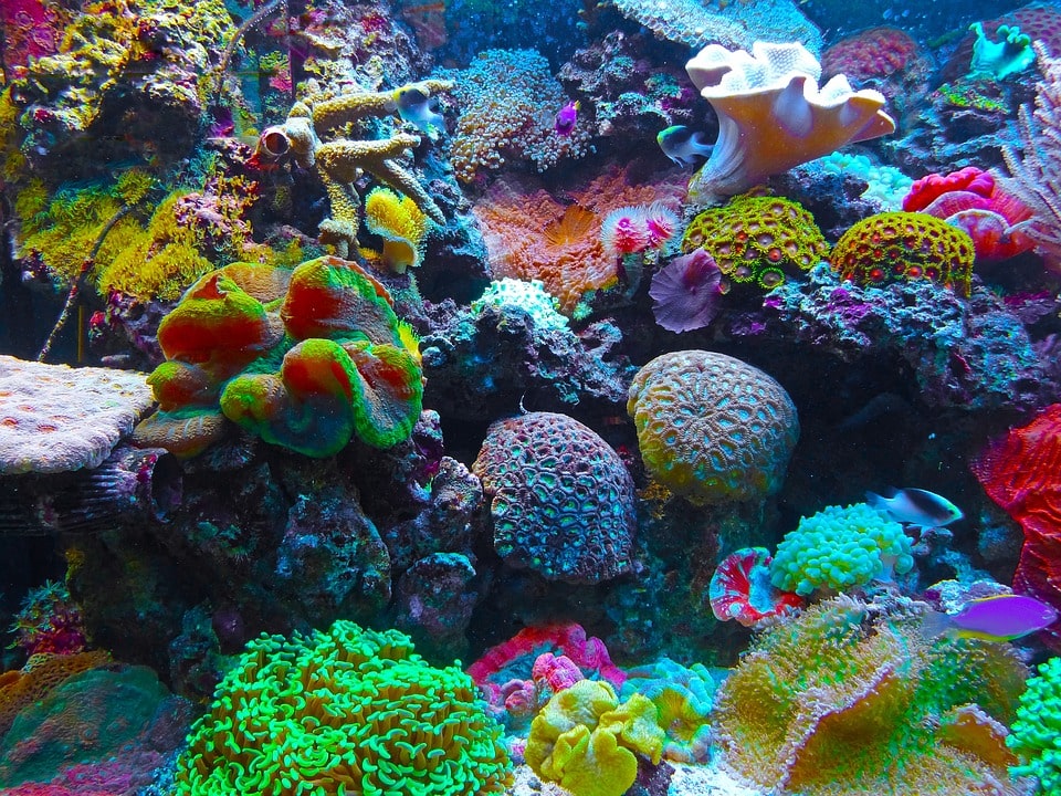 A beautiful Mixed coral Reef