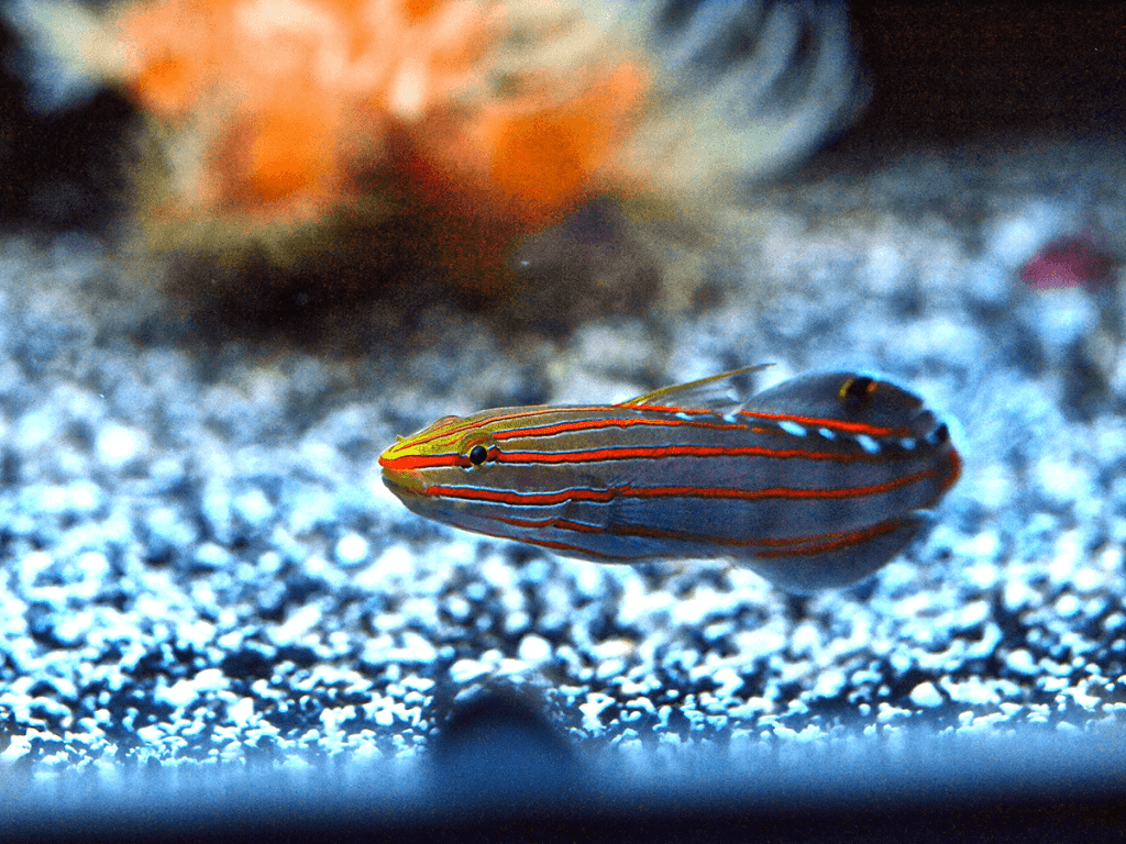 nano saltwater fish