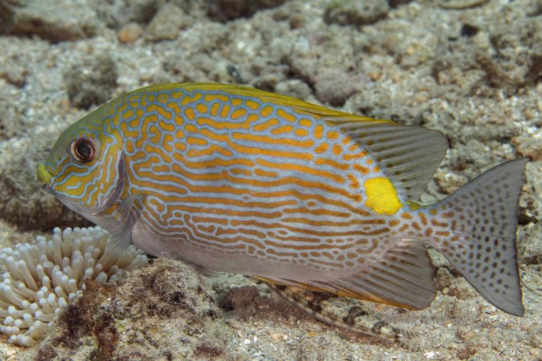 The Goldline Rabbitfish | Captive Bred Fish | The Algae Lab - Algaebarn