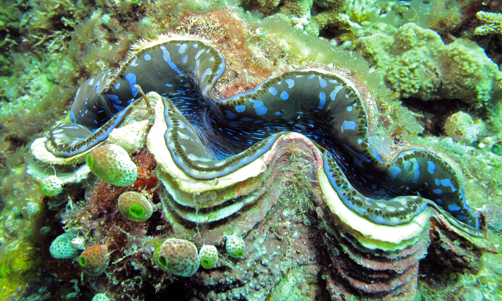 Do Giant Clams Eat Phytoplankton 