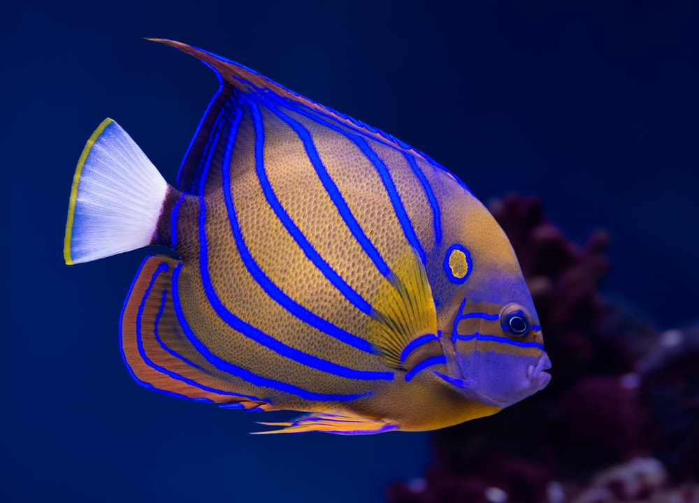 The 28 Best Saltwater Fish for Beginners