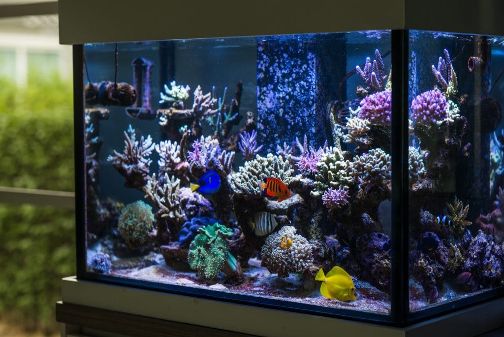 A reef tank is not a piece of a natural reef, Reef Builders
