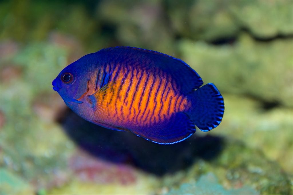Saltwater Angelfish Species