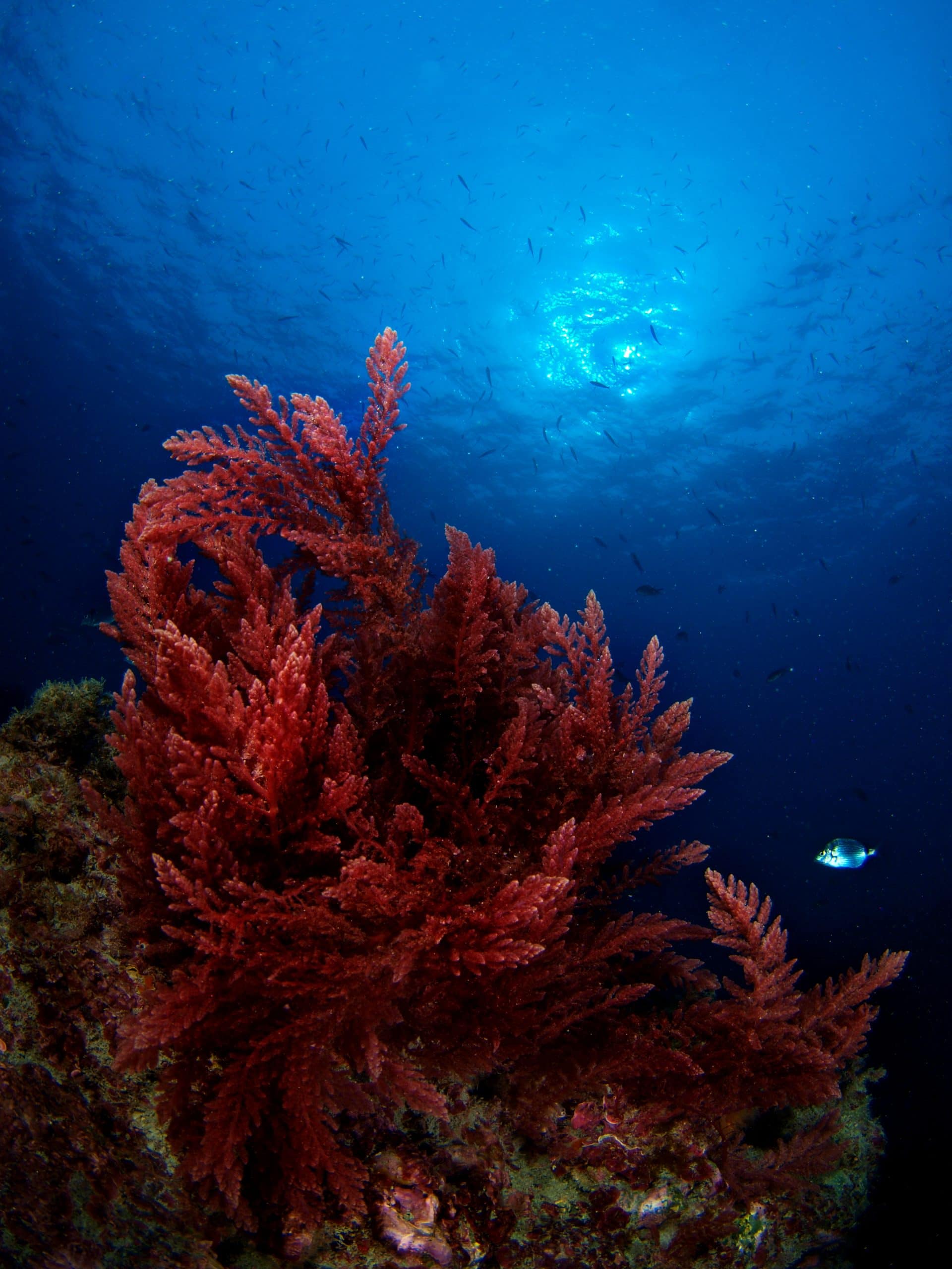 Red Macroalgae for the Refugium