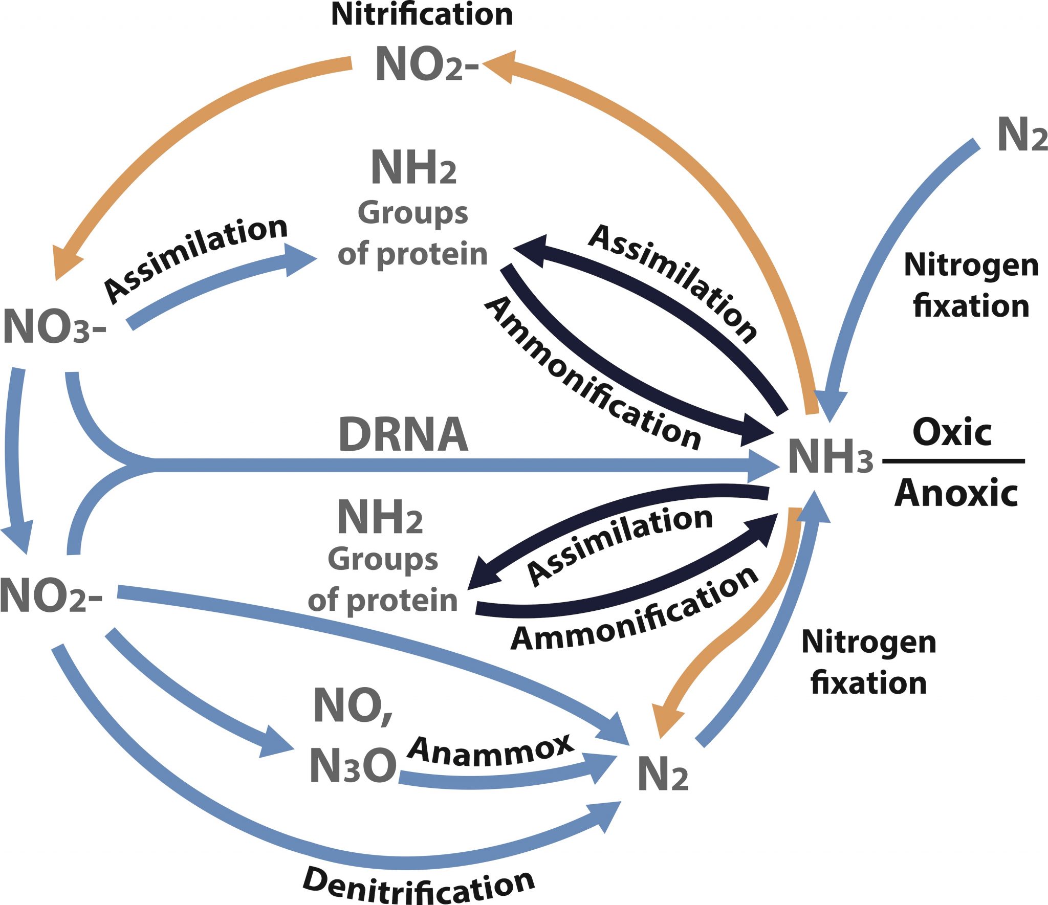 understanding-the-nitrogen-cycle-beginners-education-algaebarn