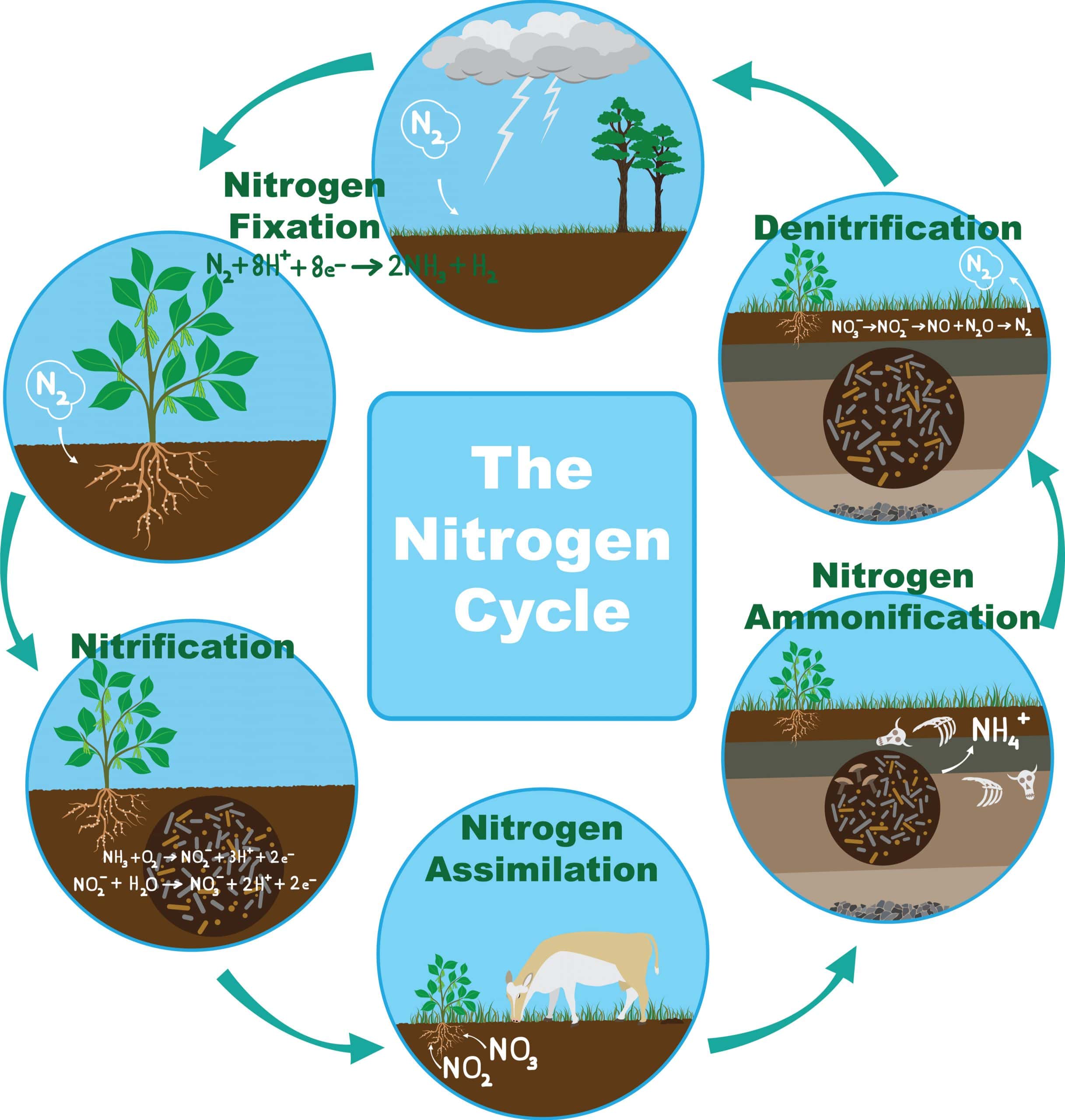 simple diagram of the nitrogen cycle