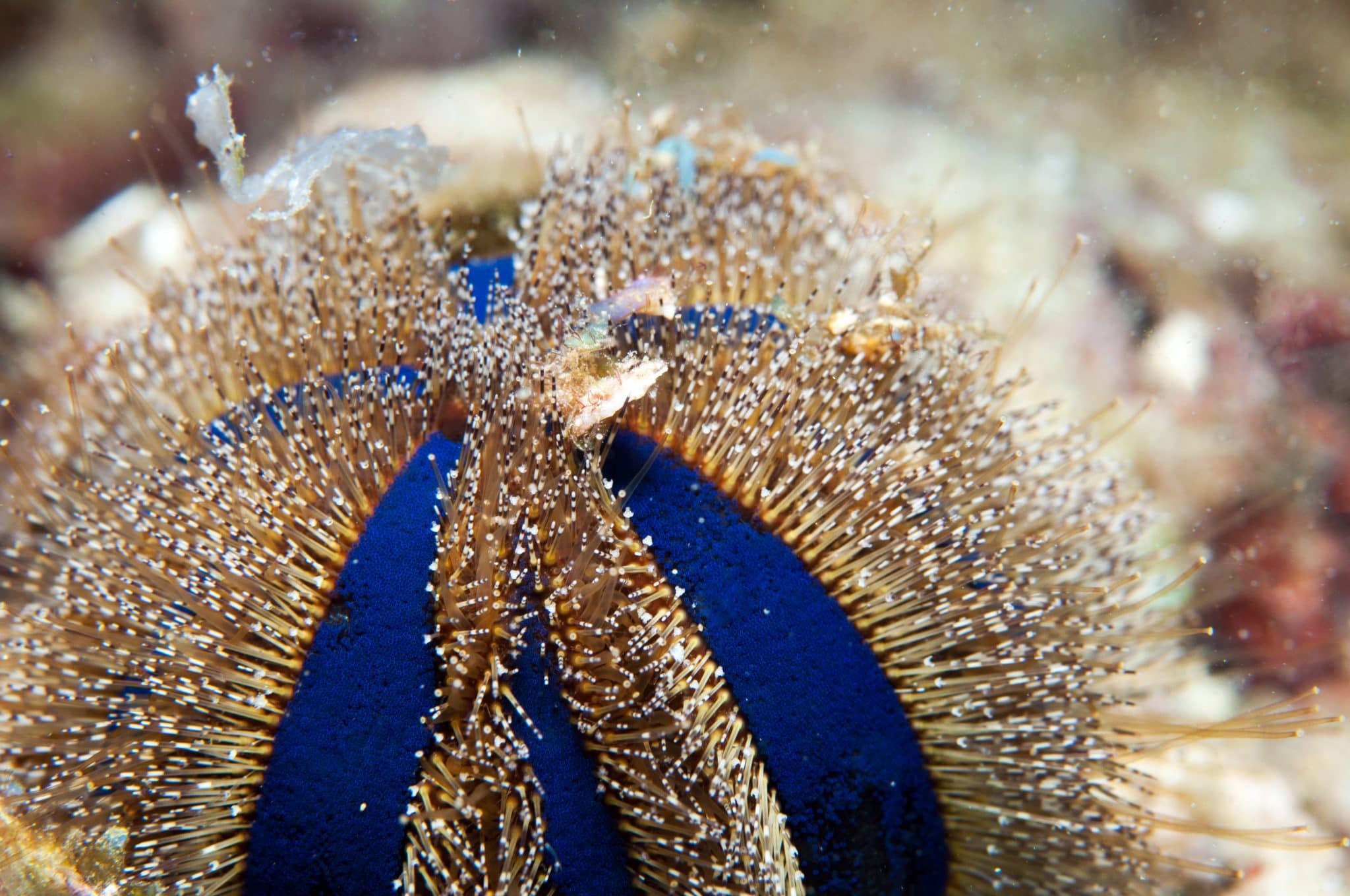 Sea Urchins in the Reef Aquarium | Marine Invertebrates | AlgaeBarn