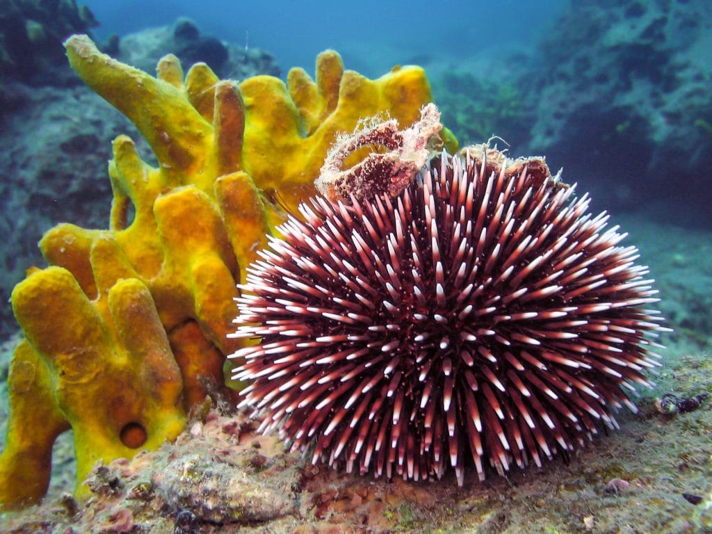 sea-urchins-in-the-reef-aquarium-marine-invertebrates-algaebarn