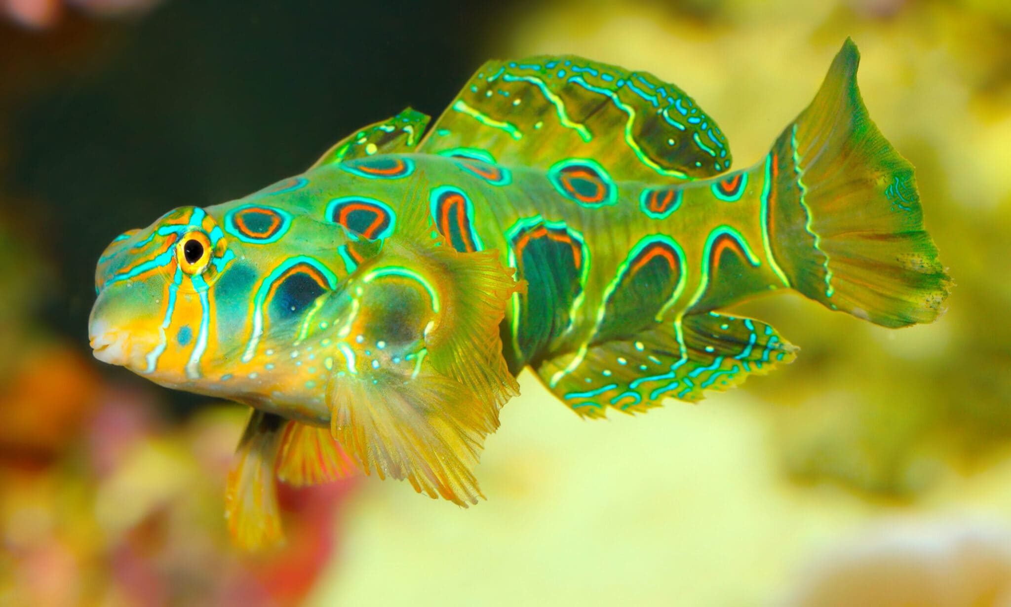 Spotted Mandarin Goby