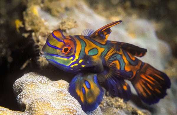 The Mandarin Goby: An Overview | Captive Bred Fish | AlgaeBarn