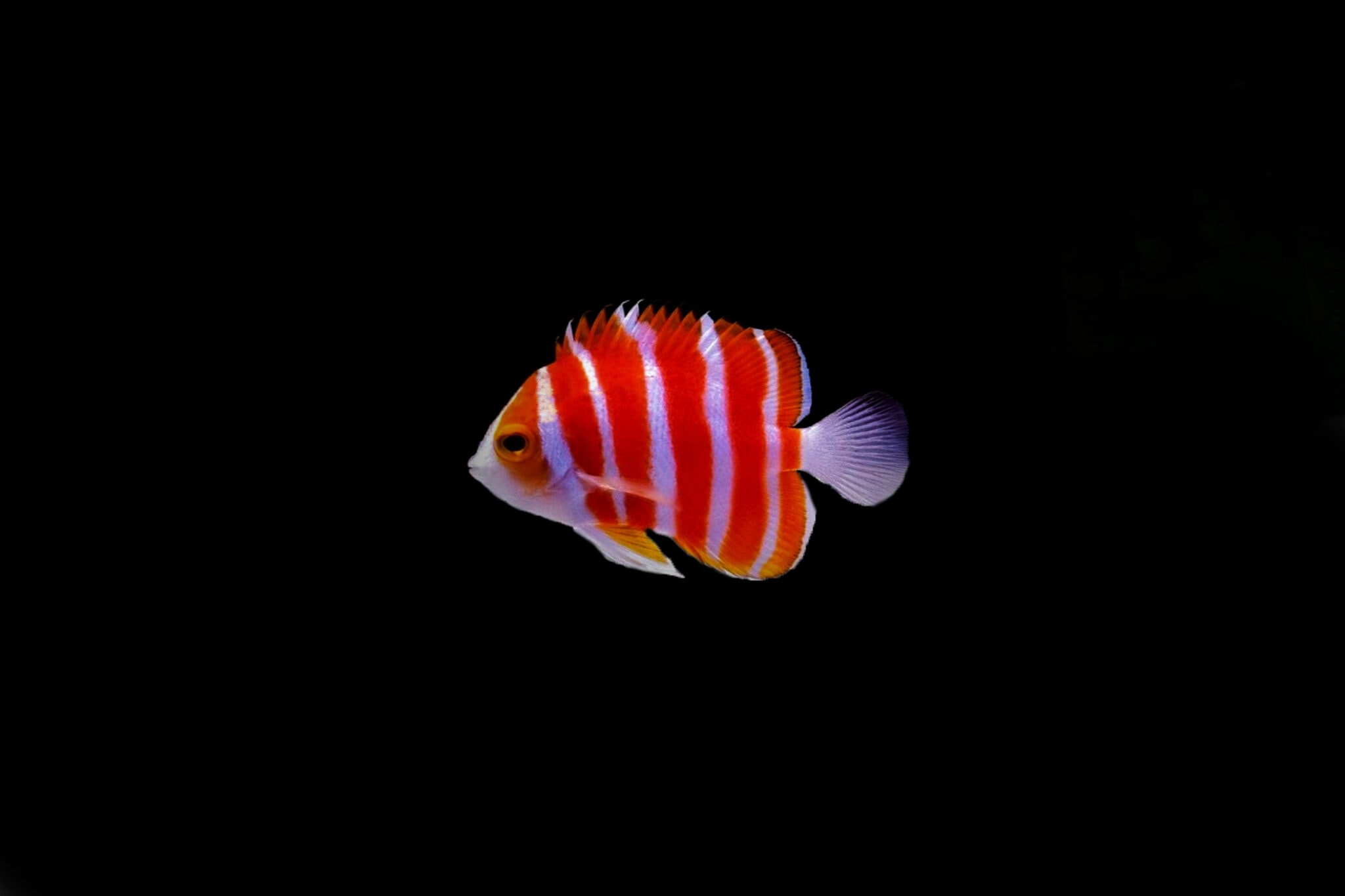 3-most-expensive-saltwater-fish-rare-aquarium-fish-algaebarn