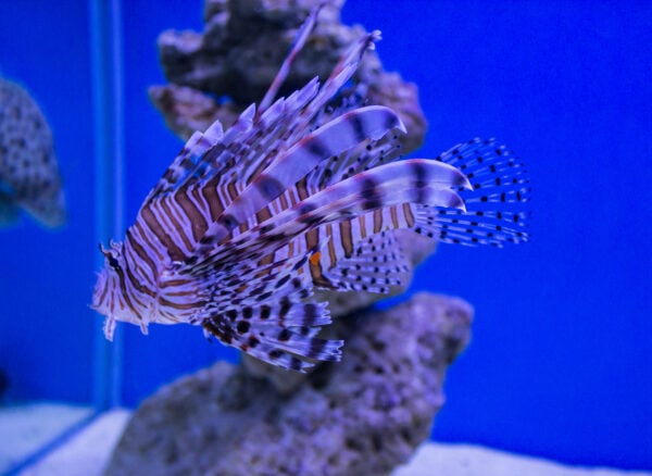 The Lionfish and Responsible Aquarium Keeping | Beginners Education ...