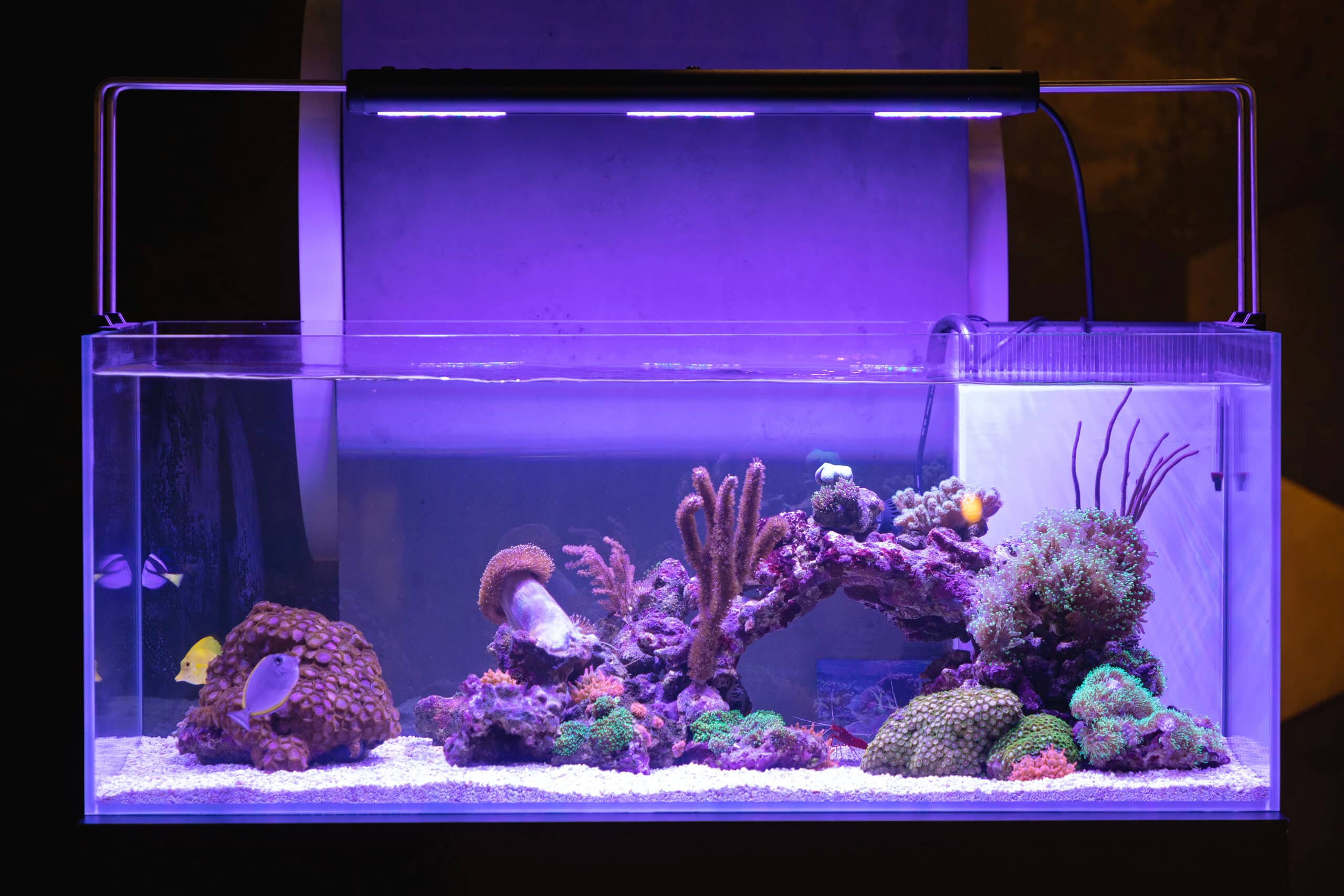 Types of Aquarium Lighting, Saltwater Aquarium Lighting