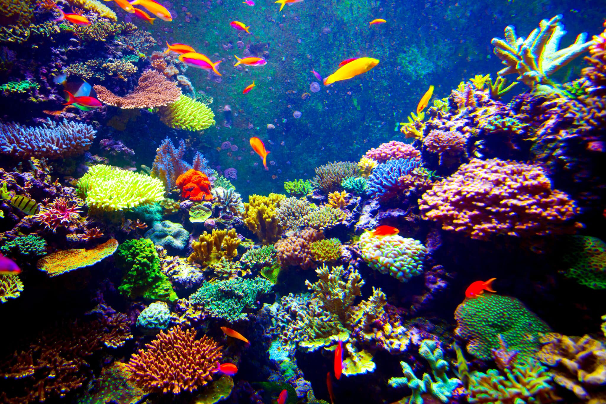 3-most-expensive-corals-coral-education-algaebarn