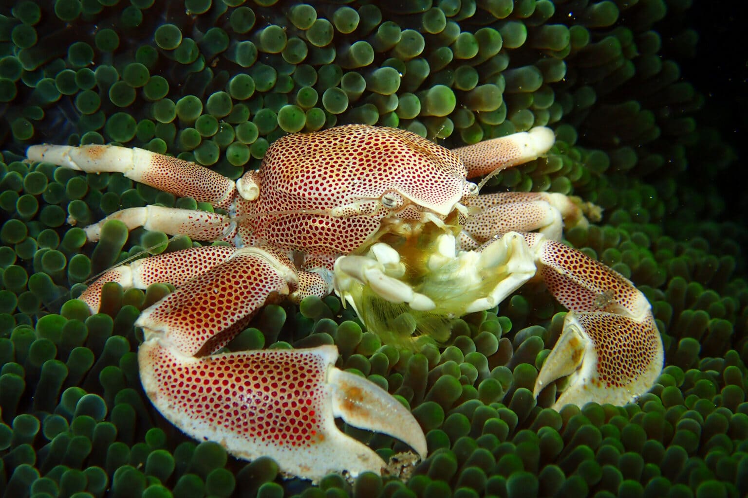 3 Unique Invertebrates Clean Up Crew Education Algaebarn