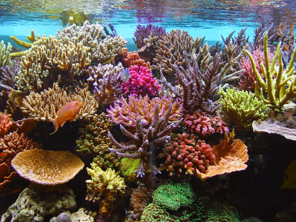 3 Most Expensive Corals | Coral Education | AlgaeBarn