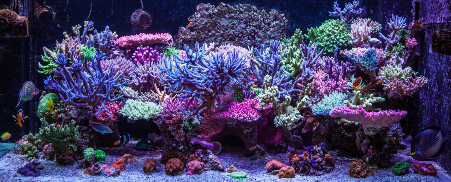 3-most-expensive-corals-coral-education-algaebarn