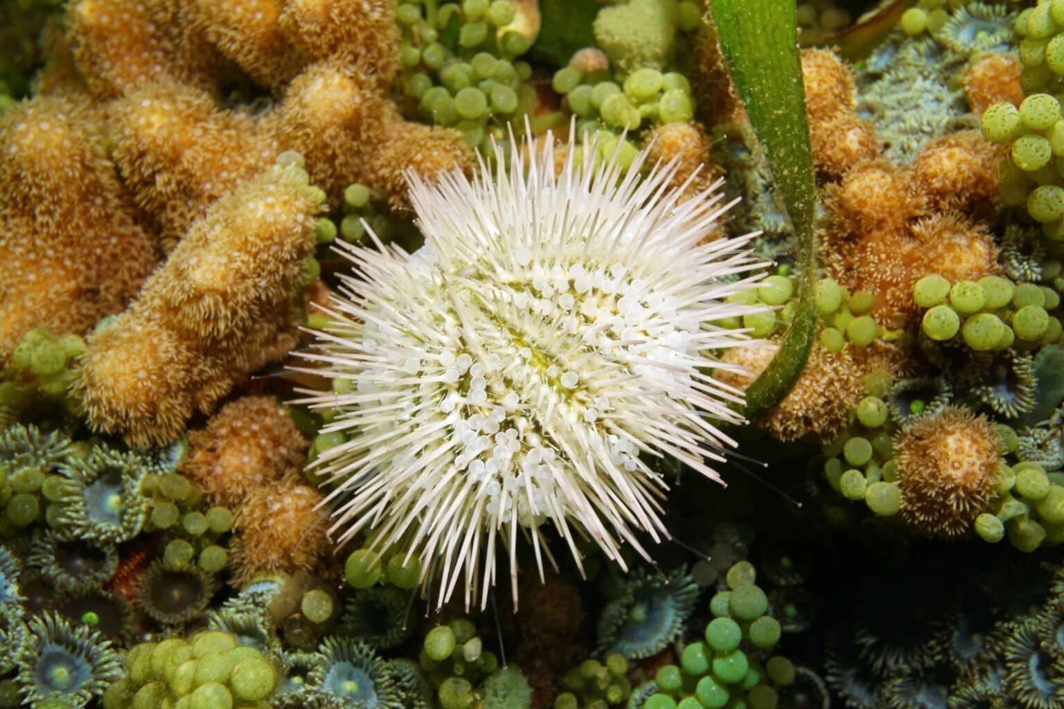 The Pincushion Sea Urchin: A Beginner’s Best | Invertebrates | AlgaeBarn