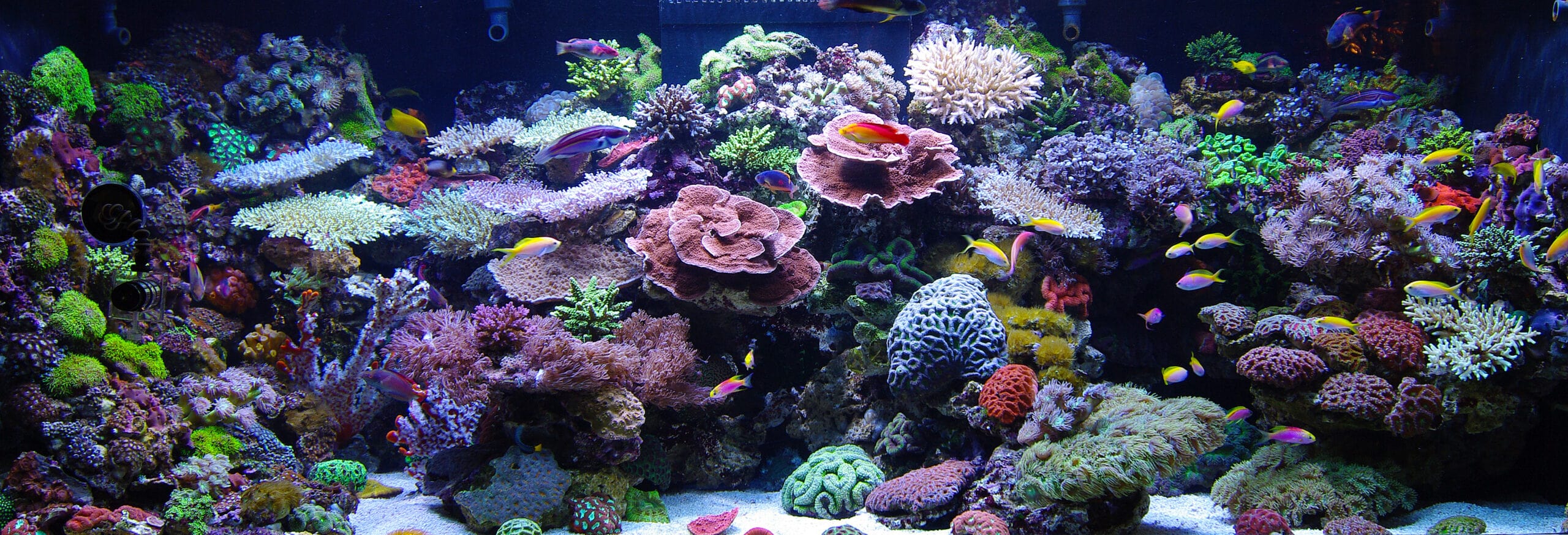 A reef tank is not a piece of a natural reef, Reef Builders
