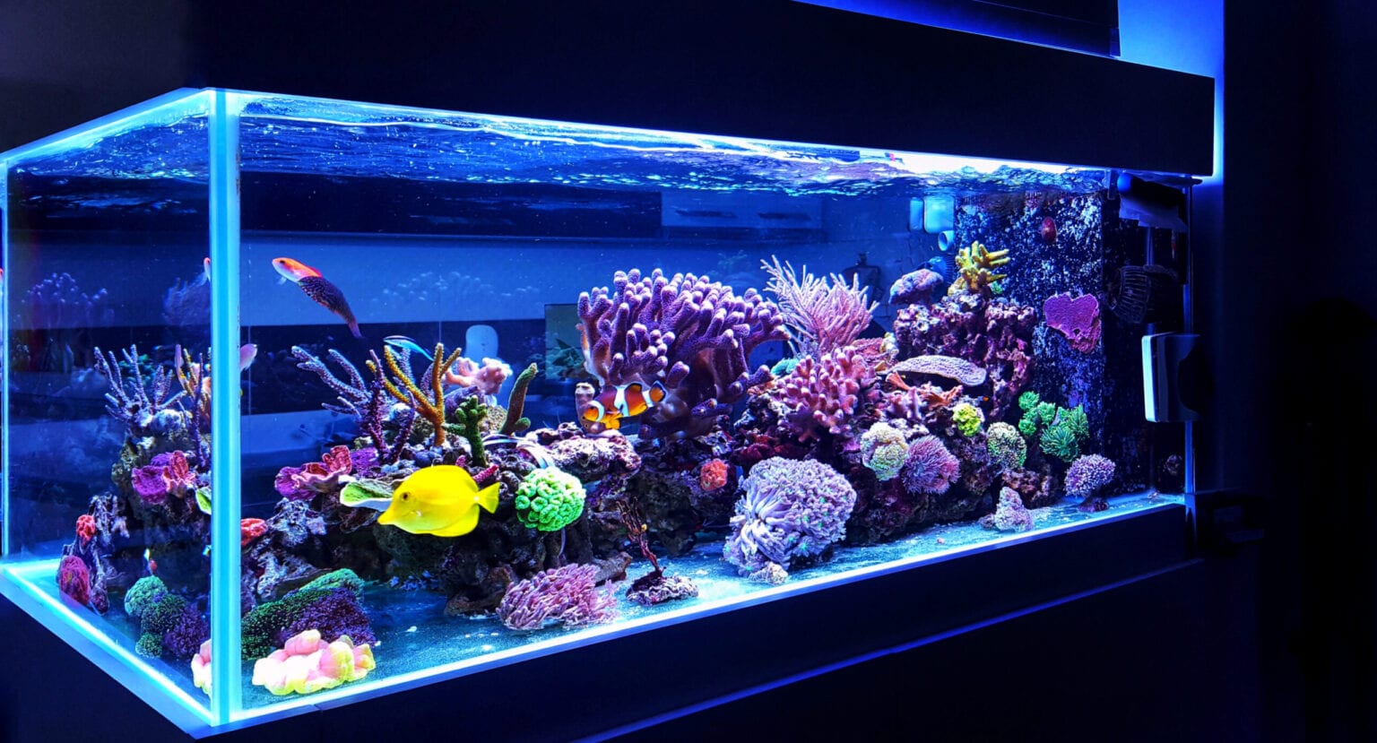 Marine Aquariums Made Easy! | Saltwater Aquariums - AlgaeBarn.com