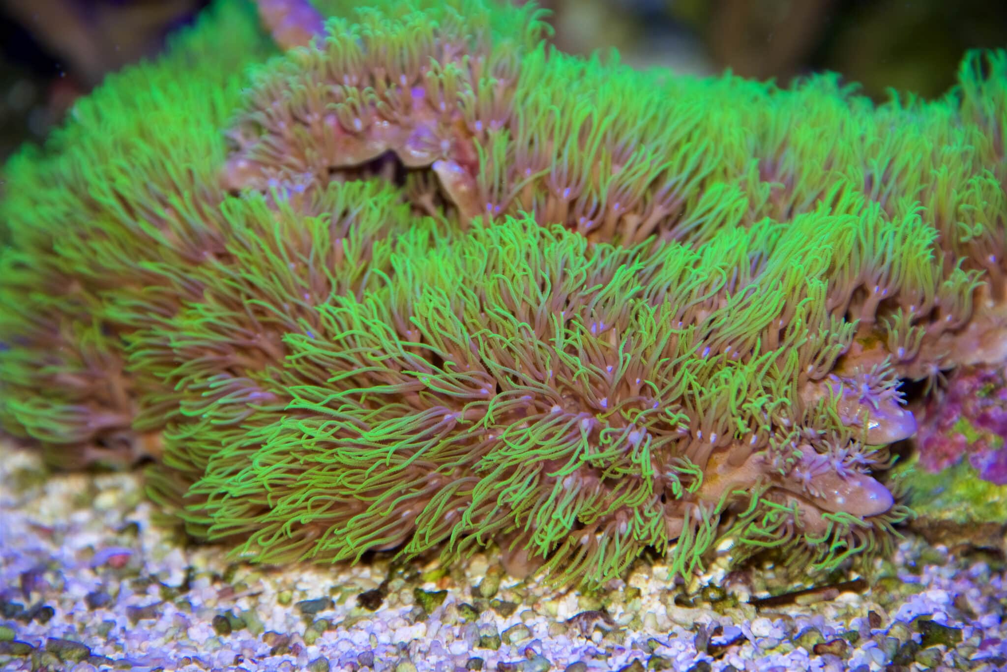 Branching Green Star Polyps: Trash or Treasure? | Corals | AlgaeBarn