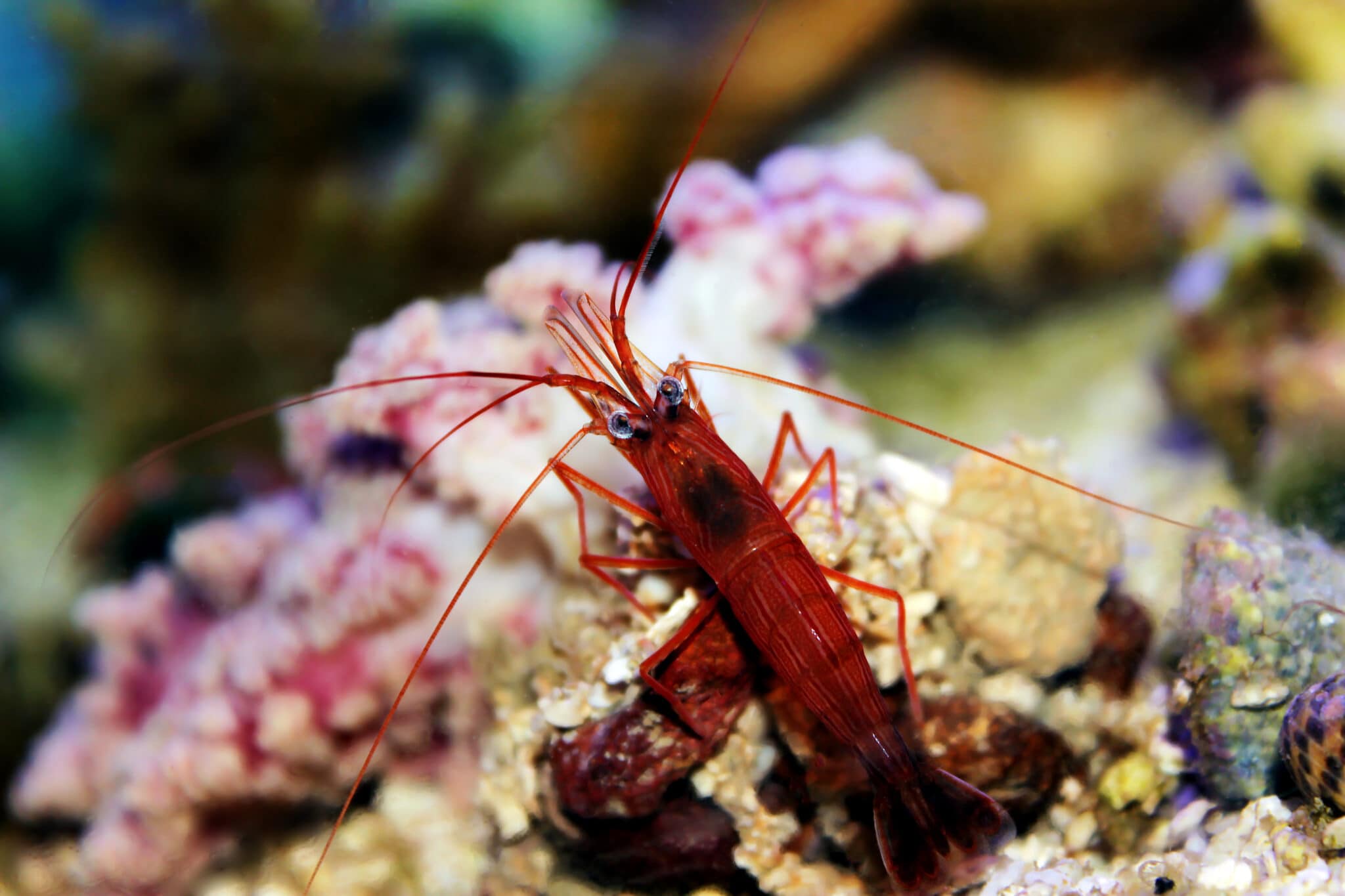 cleaner shrimp vs peppermint shrimp