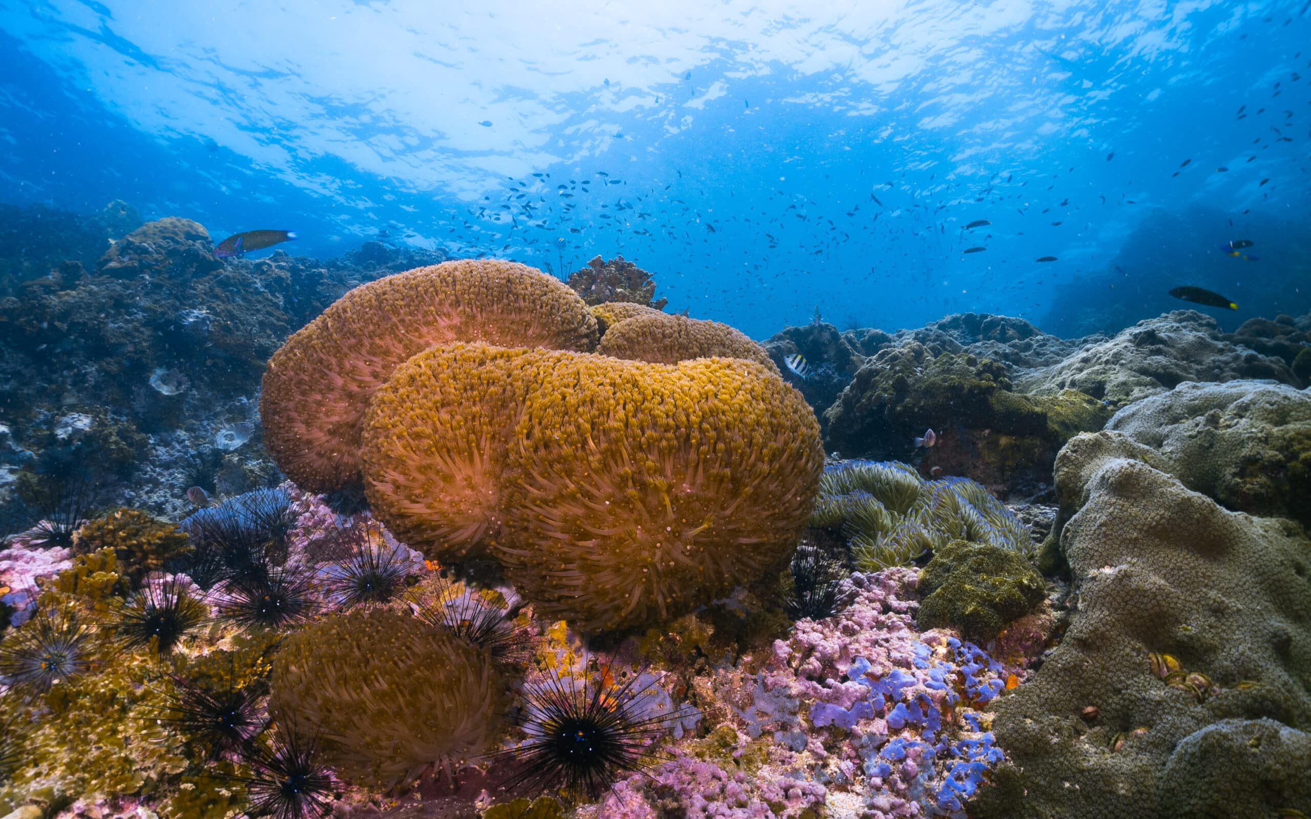 A Closer Look at Clean Sea Lettuce | Macroalgae | AlgaeBarn